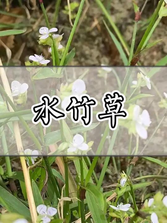 这种青草叫水竹草