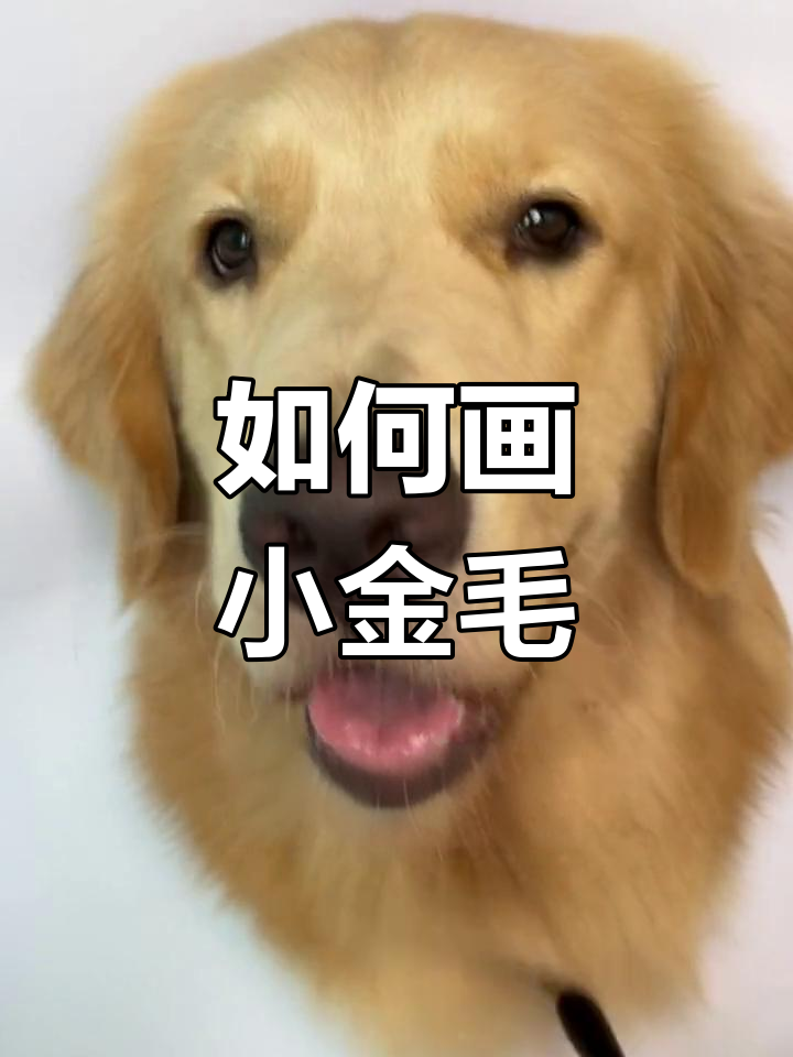 素描金毛犬的绘制技巧