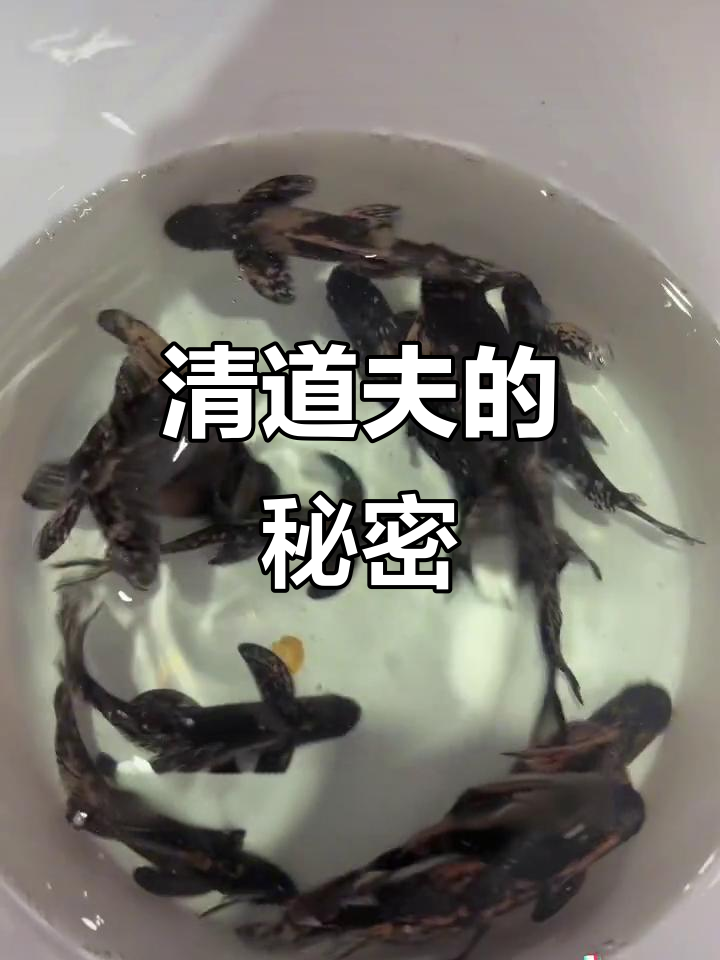 冷水鱼清道夫,吃粪便残渣,维护水族箱清洁