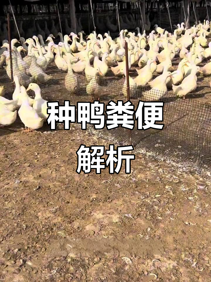 种鸭粪便正常状态,养殖户必知!