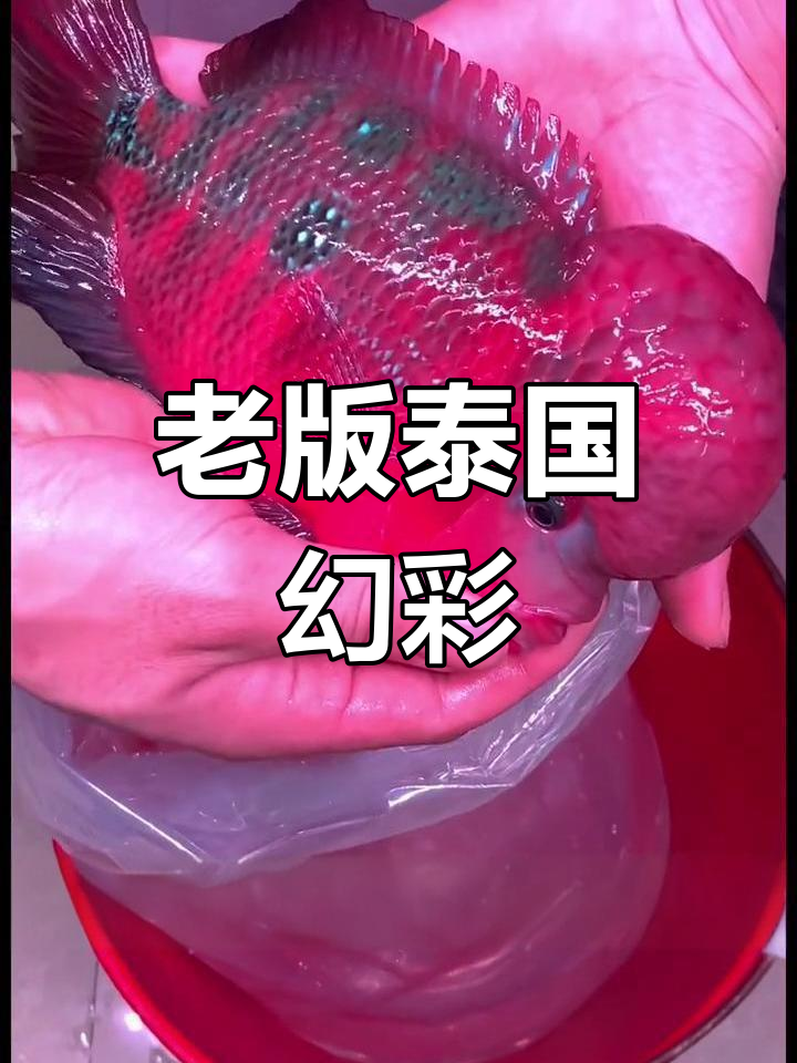 泰国幻彩巨爆头,稀有品种