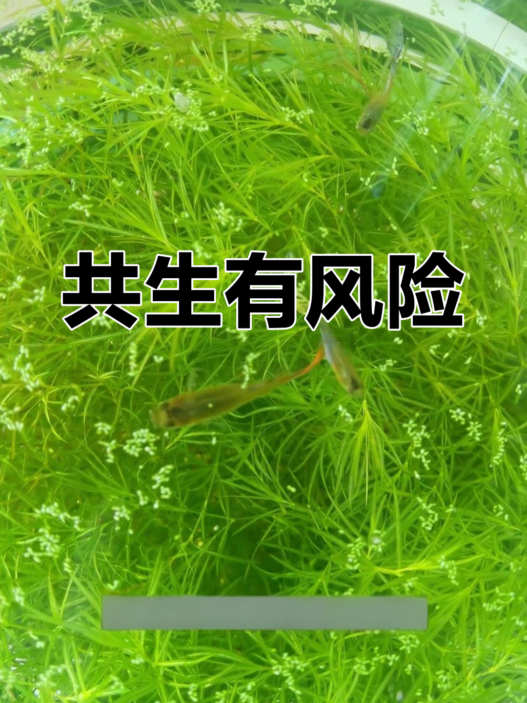 竹节草与孔雀鱼共养,好处多但需留意孔雀鱼的咬叶行为