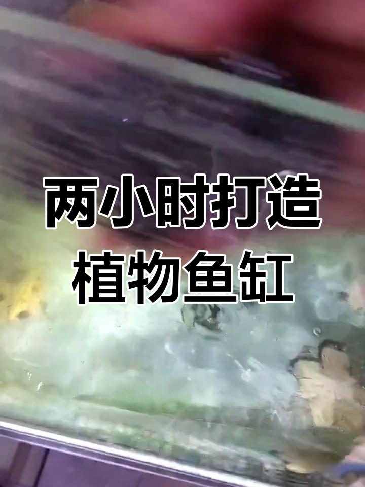 鱼缸改造:从空无一物到植物生态
