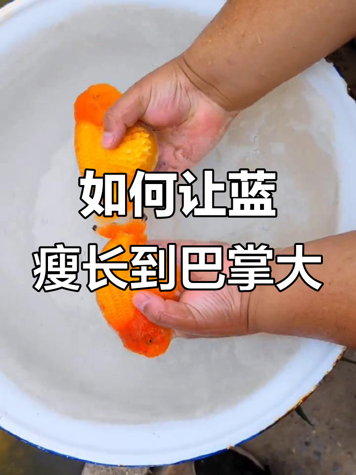 兰寿金鱼如何快速增肥?氧气和饲料双管齐下