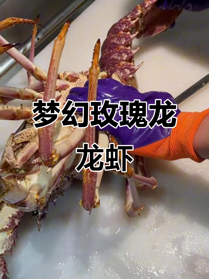 玫瑰龙龙虾大揭秘,七斤重梦幻美味来袭
