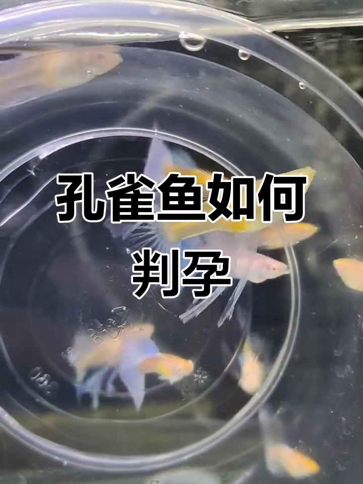 如何判断孔雀鱼是否怀孕?从体型和胎斑看
