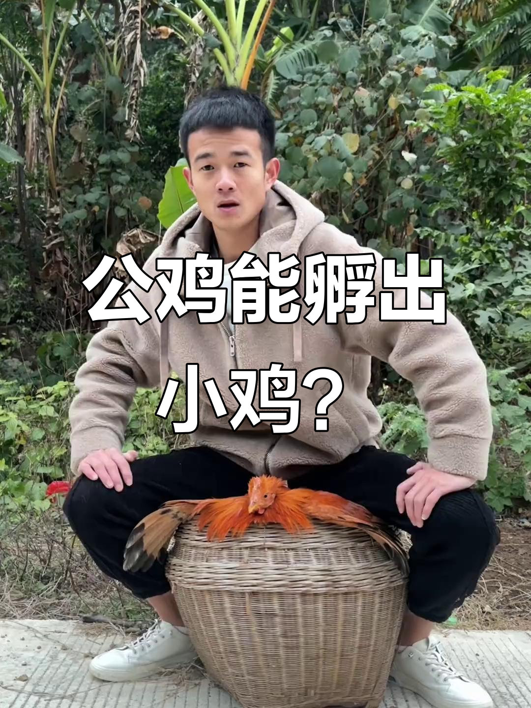 公鸡孵蛋13天,竟然有奇迹!