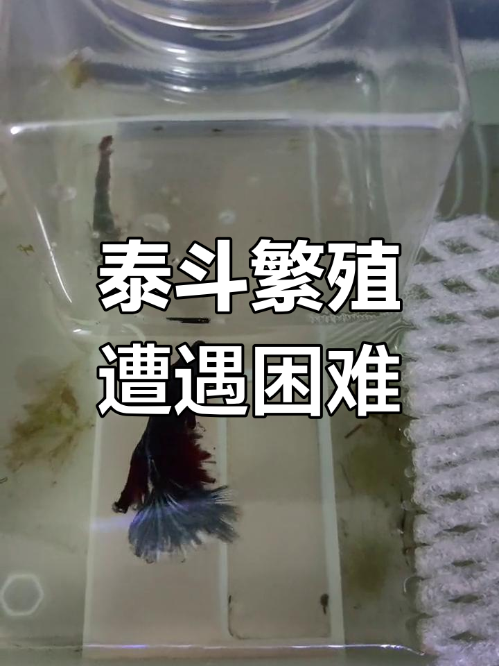 泰国斗鱼繁殖失败,母鱼被咬伤