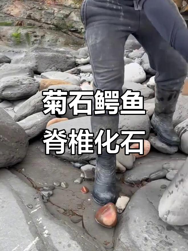 1.8亿年前菊石与鳄鱼脊椎化石,侏罗纪珍稀发现