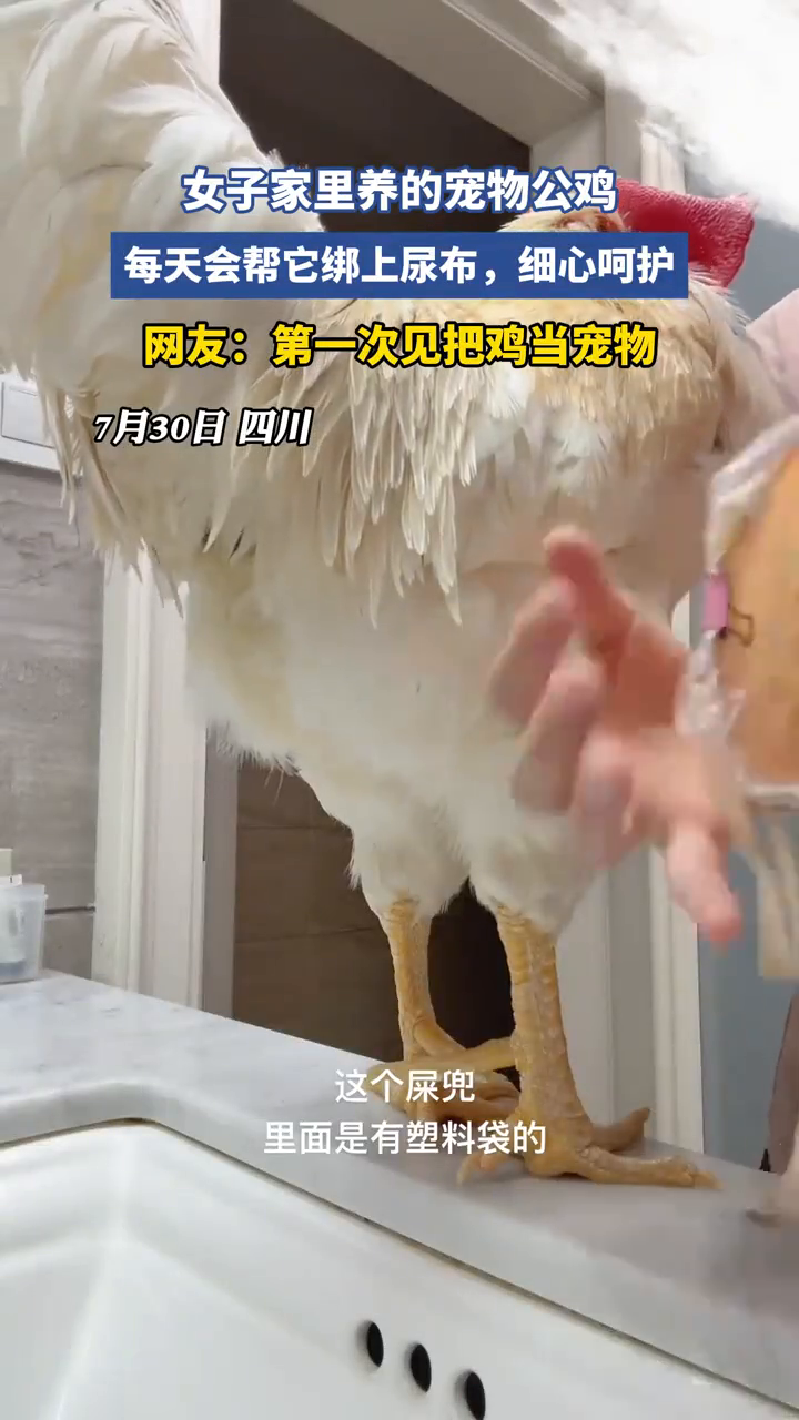 女子家养的宠物公鸡 网友:第一次见