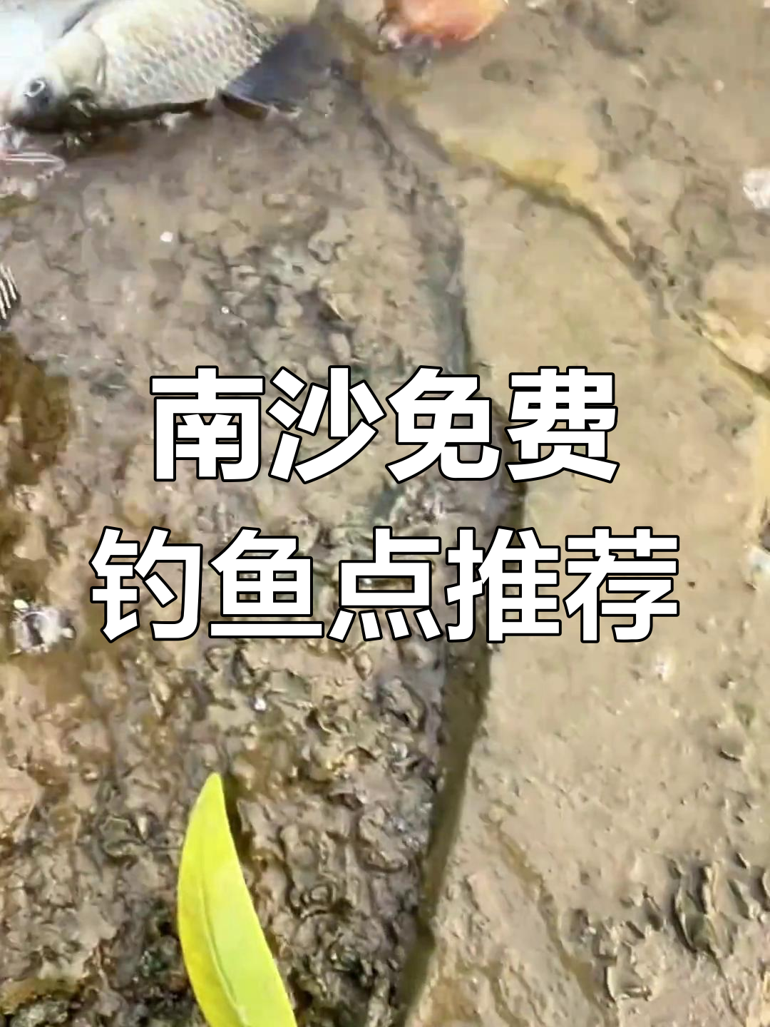 广州南沙万顷沙镇免费钓点,咸淡水鱼一网打尽