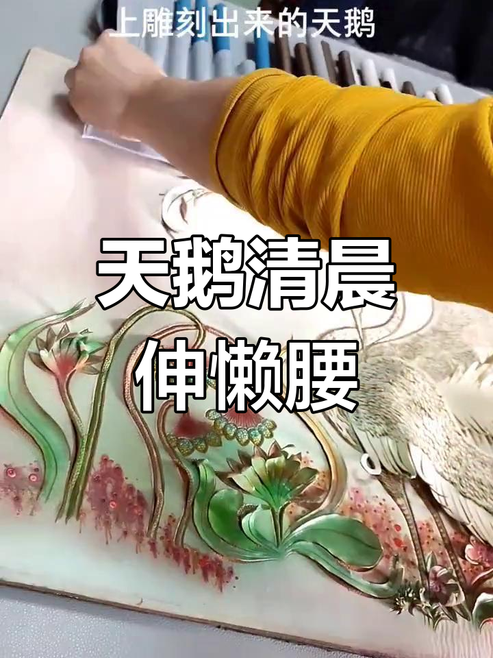 早晨刚醒的天鹅,伸懒腰的样子太可爱了