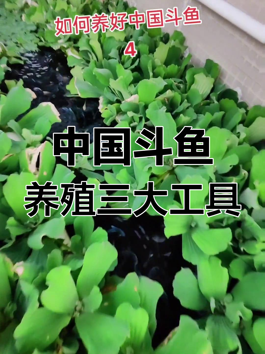 斗鱼养殖必备工具与技巧,轻松解决繁殖问题