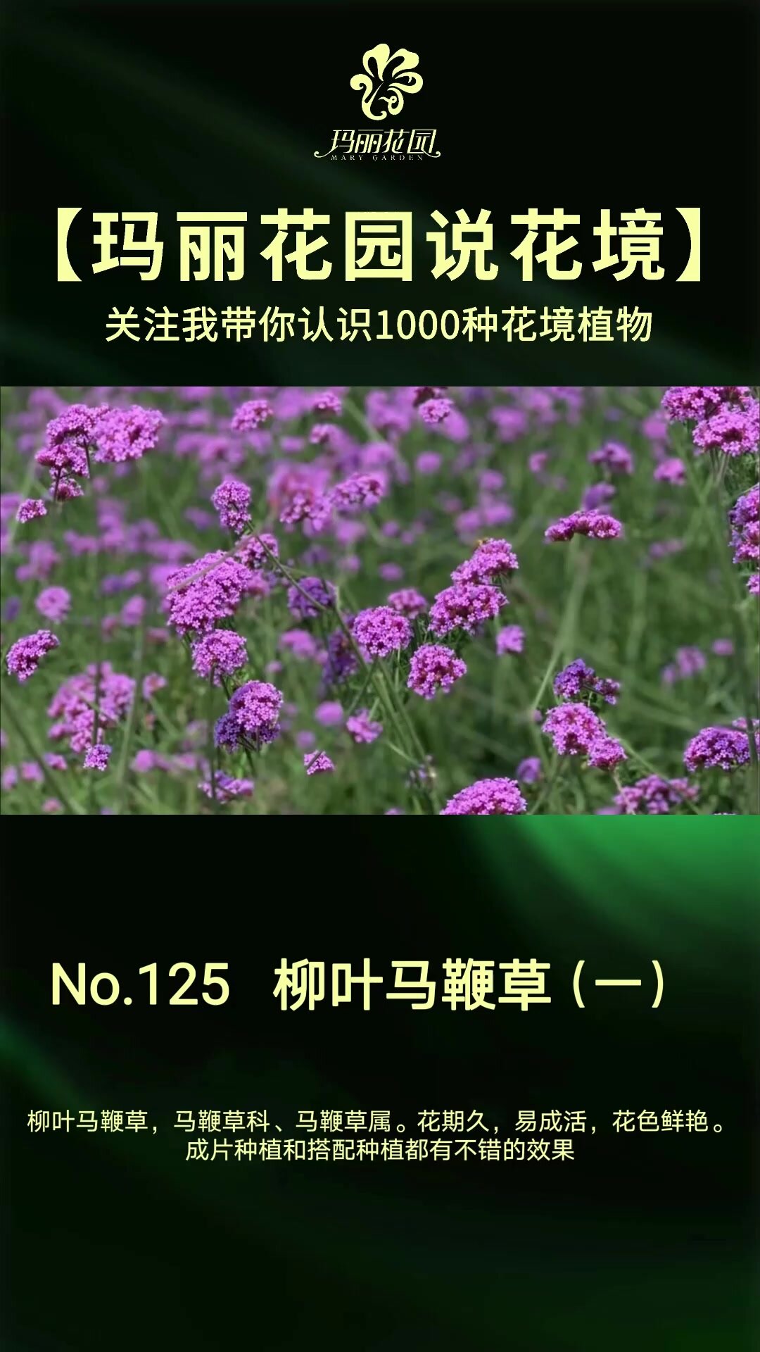 柳叶马鞭草 紫色 花期5至9月 高一米左右