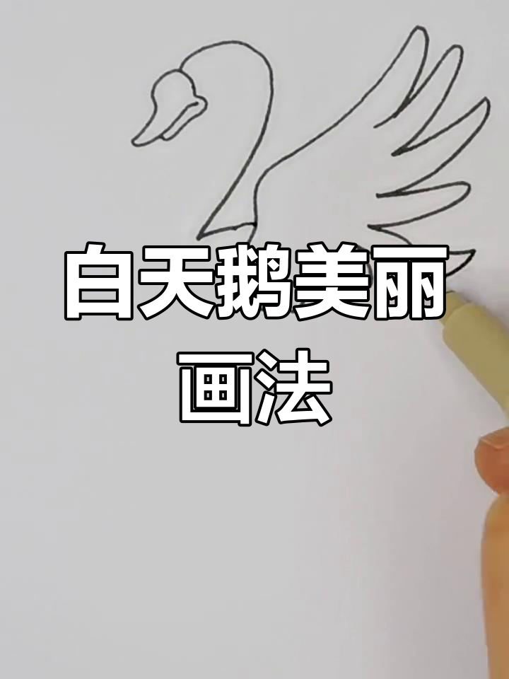 白天鹅简笔画,画出完美曲线与优雅气质