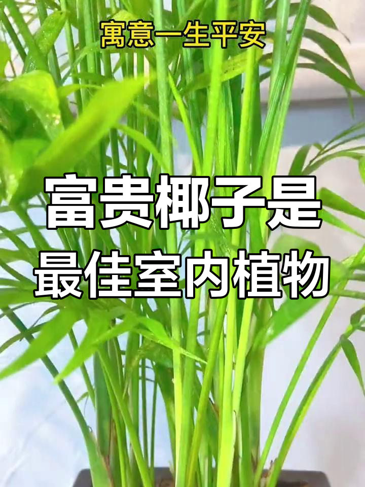 客厅最适合养的富贵椰子,寓意吉祥又美观