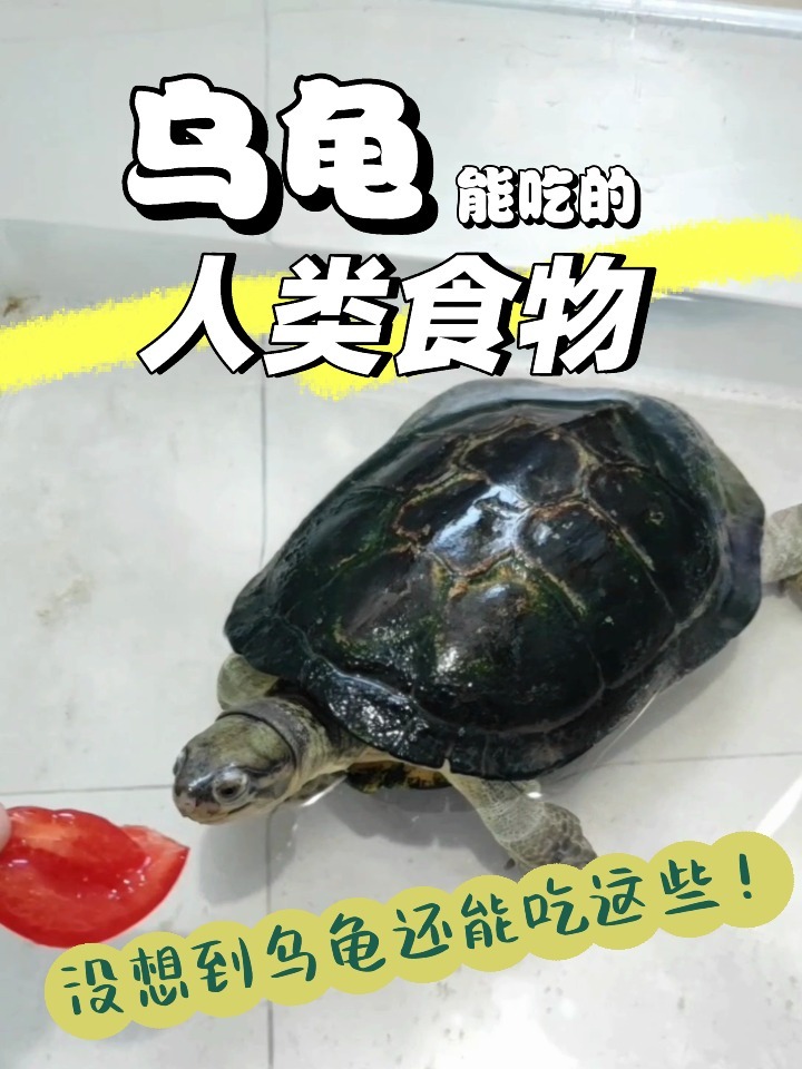 乌龟能吃的人类食物乌龟吃什么食物怎么喂龟