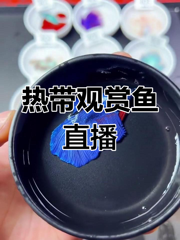 泰国斗鱼直播展示:半月公与将军公