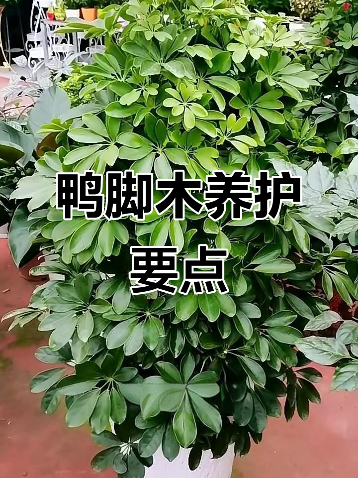 鸭脚木养护全攻略：光照、浇水与施肥技巧