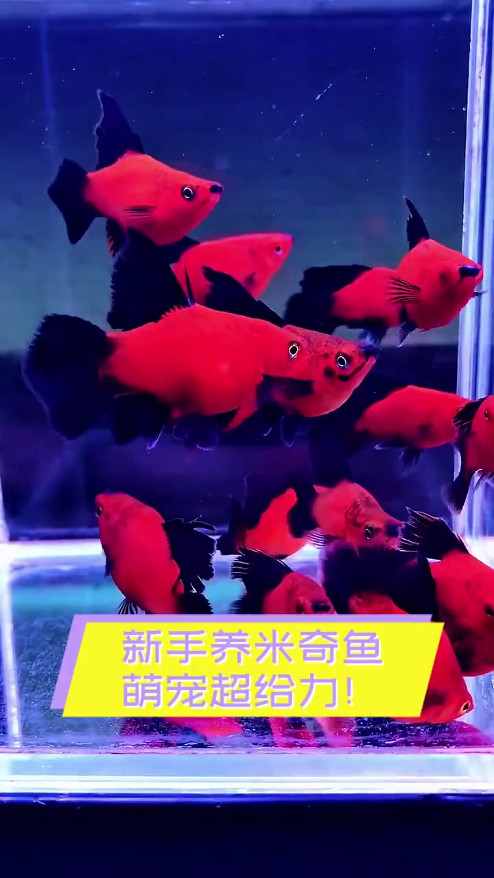 新手养米奇鱼,萌宠超给力!