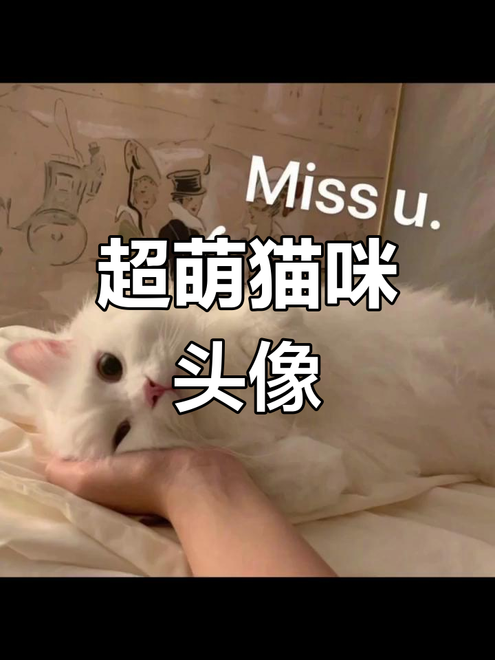 呆萌可爱猫头像大赏,快收藏起来!