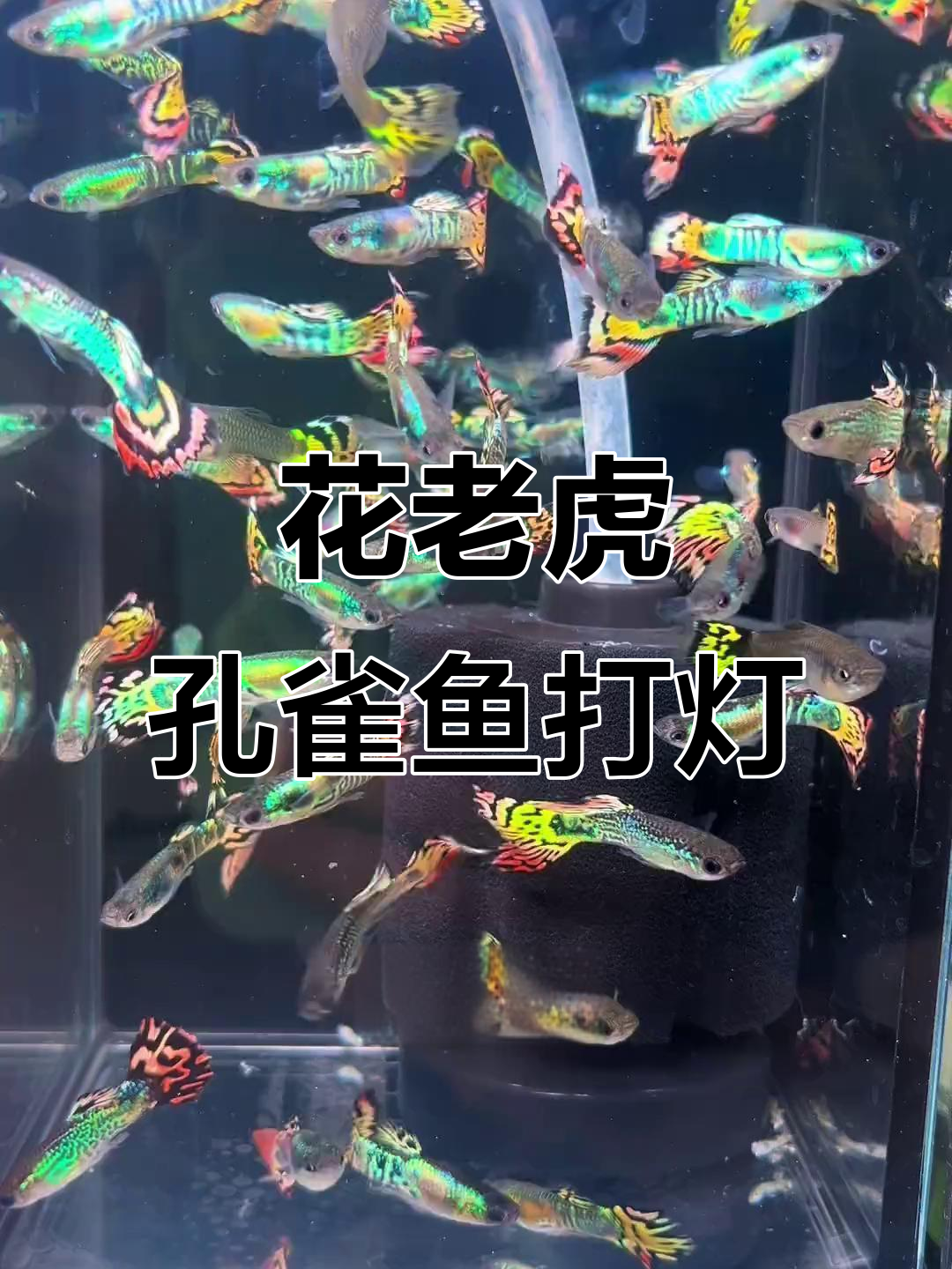 花老虎孔雀鱼灯光下惊艳,2-3厘米超可爱