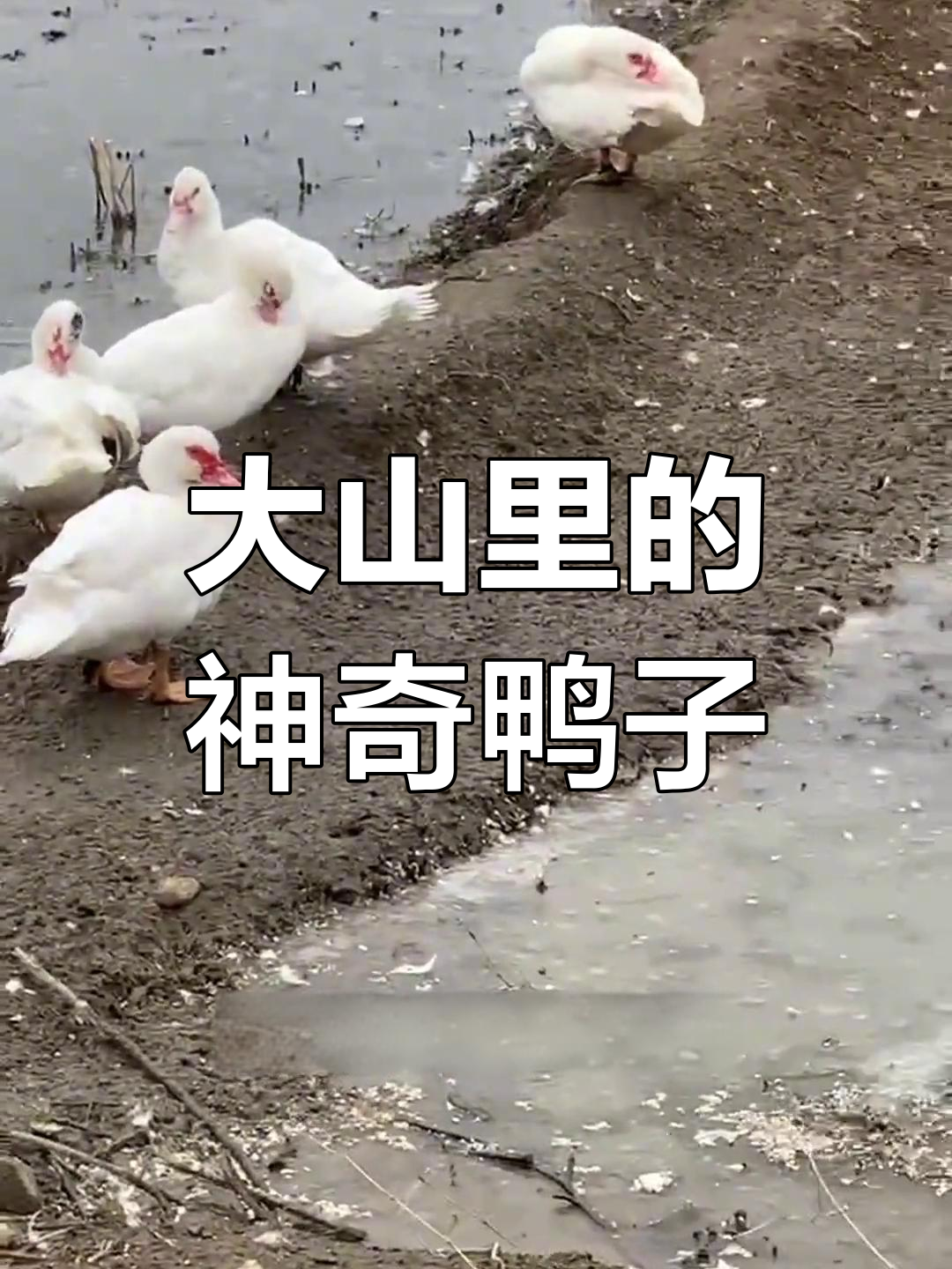 山区神秘动物揭秘:这种美味家禽你吃过吗?