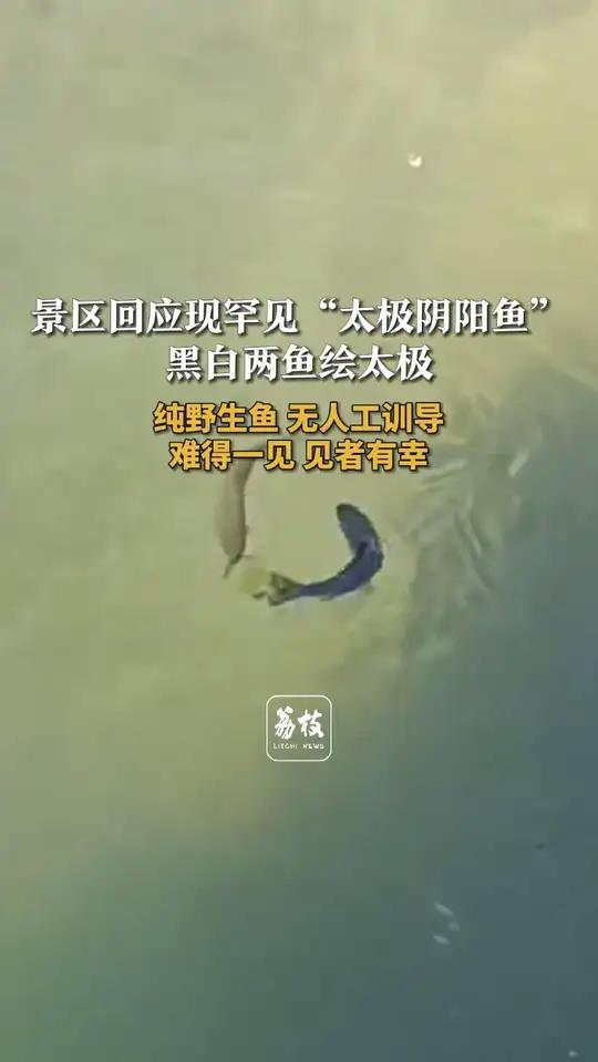 景区回应现罕见“太极阴阳鱼” 黑白两鱼绘太极 纯野生鱼 无人工训导 难得一见 见者有幸