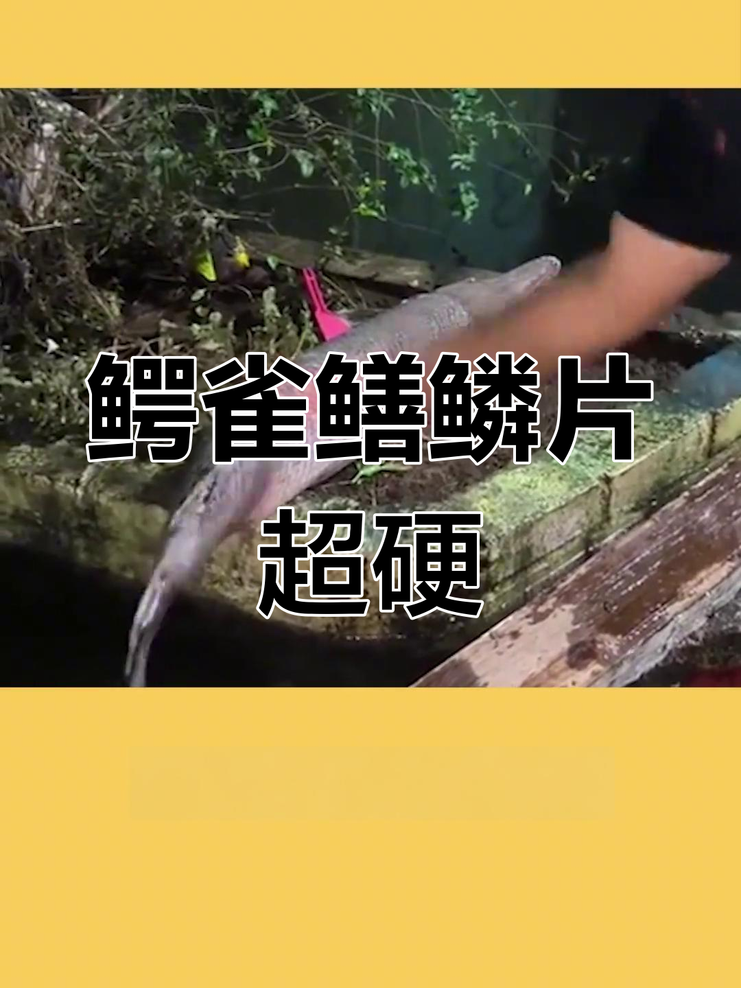 鳄雀鳝的硬鳞能抗食人鱼,刀砍还能冒火花!