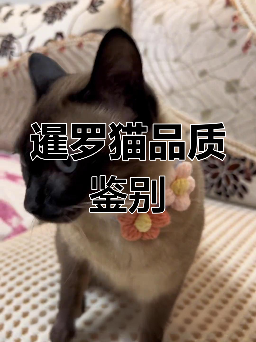 如何挑选一只高品质暹罗猫