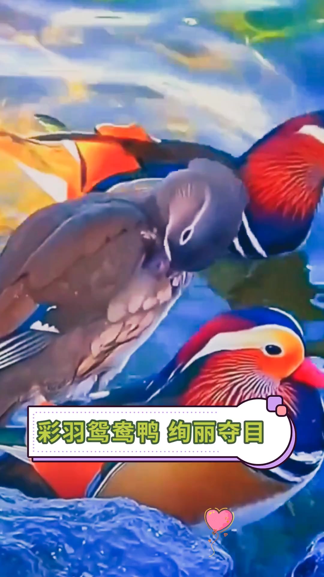 彩羽鸳鸯鸭 绚丽夺目