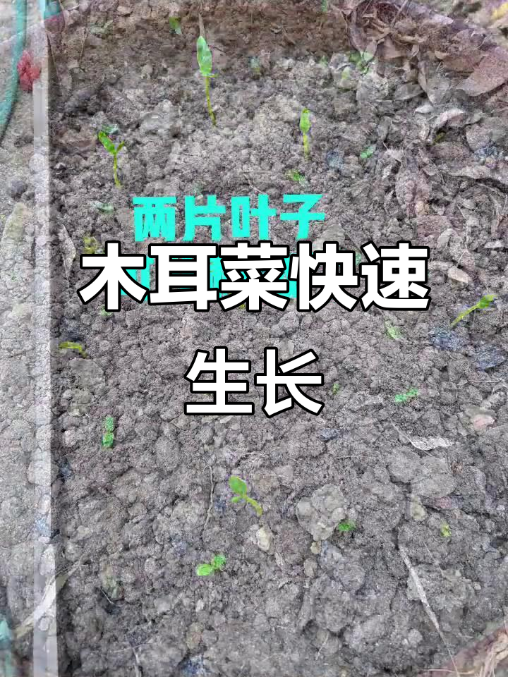 木耳菜发芽惊人,一周出苗,速度超乎想象!