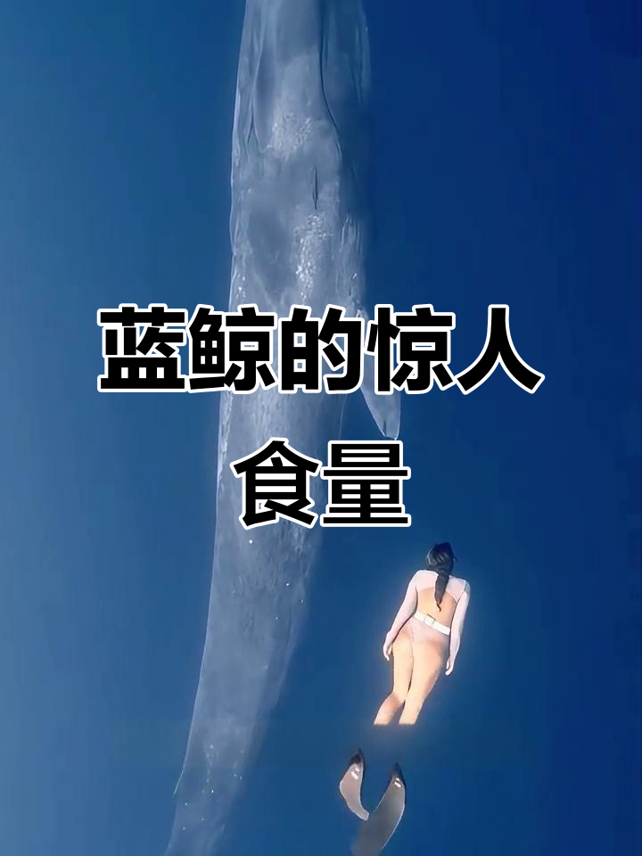 蓝鲸：200吨小家伙，却能吞下你全家一年的食物