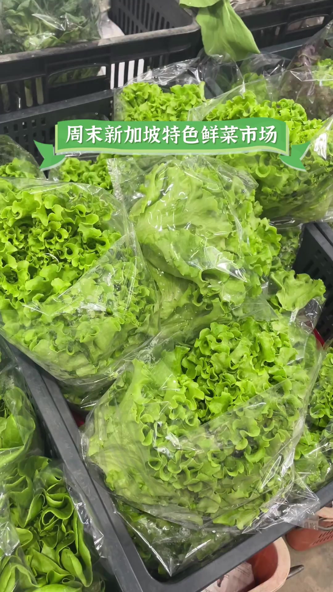 周末新加坡特色鲜菜市场