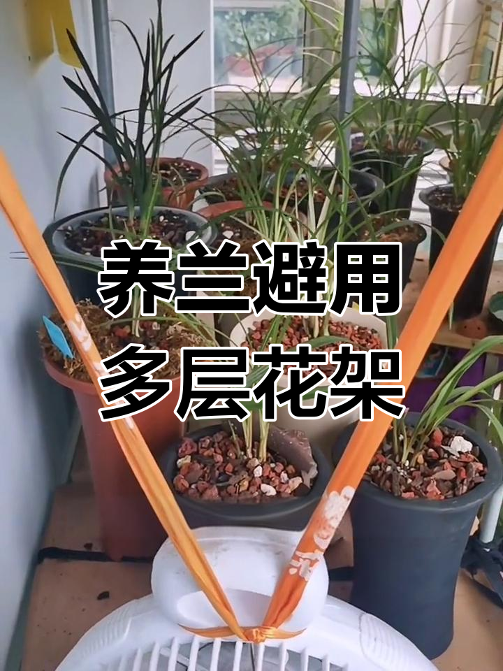 阳台兰花种植,避免使用这种花架