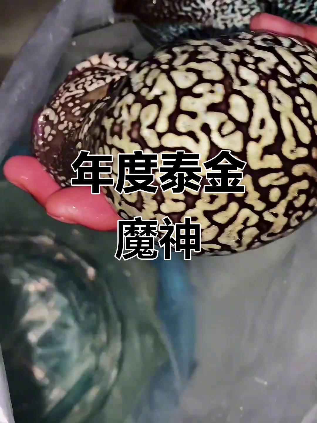 泰金魔神年度大揭秘,罗汉鱼新宠登场!