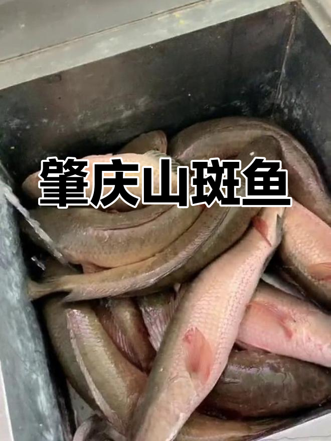 山斑鱼做滑,蒸骨尝鲜