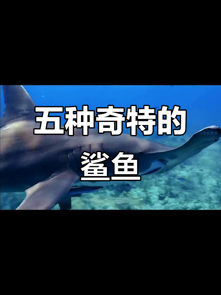 揭秘五种奇特恐怖鲨鱼,最后一种让人毛骨悚然