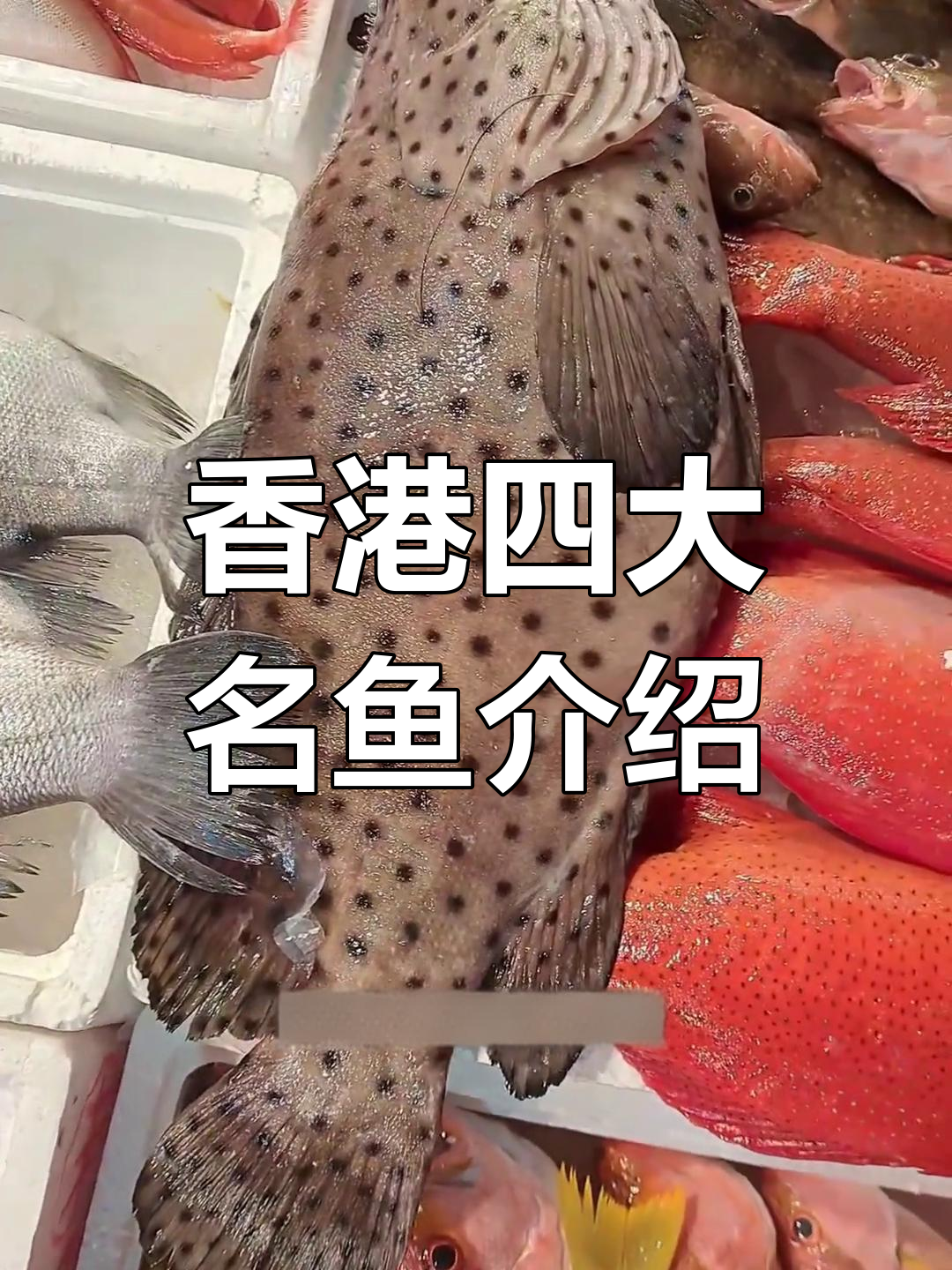 香港四大名鱼大揭秘:老鼠斑、龙王鲷与青衣的美味秘密