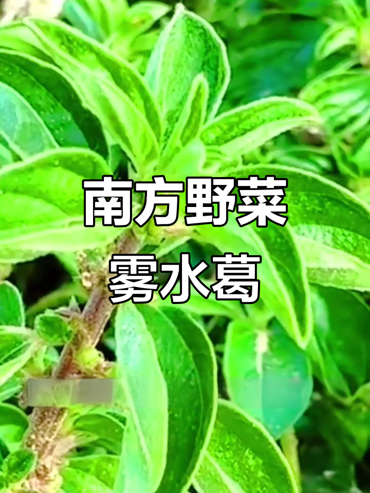 雾水葛,南方常见野菜,你家乡有吗?