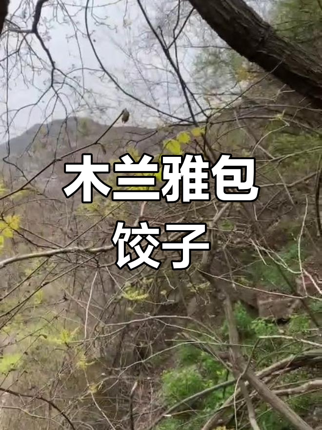 木兰芽包饺子,鲜美无比的野菜美味