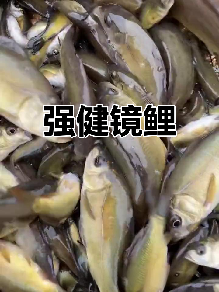 德国镜鲤生长迅速,抗病力强,冬季也能轻松过活