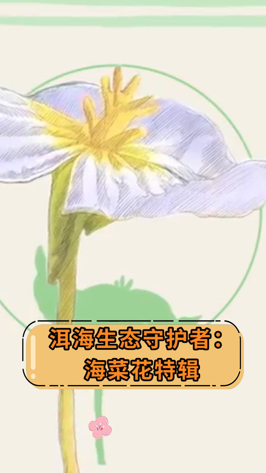 洱海生态守护者:海菜花特辑