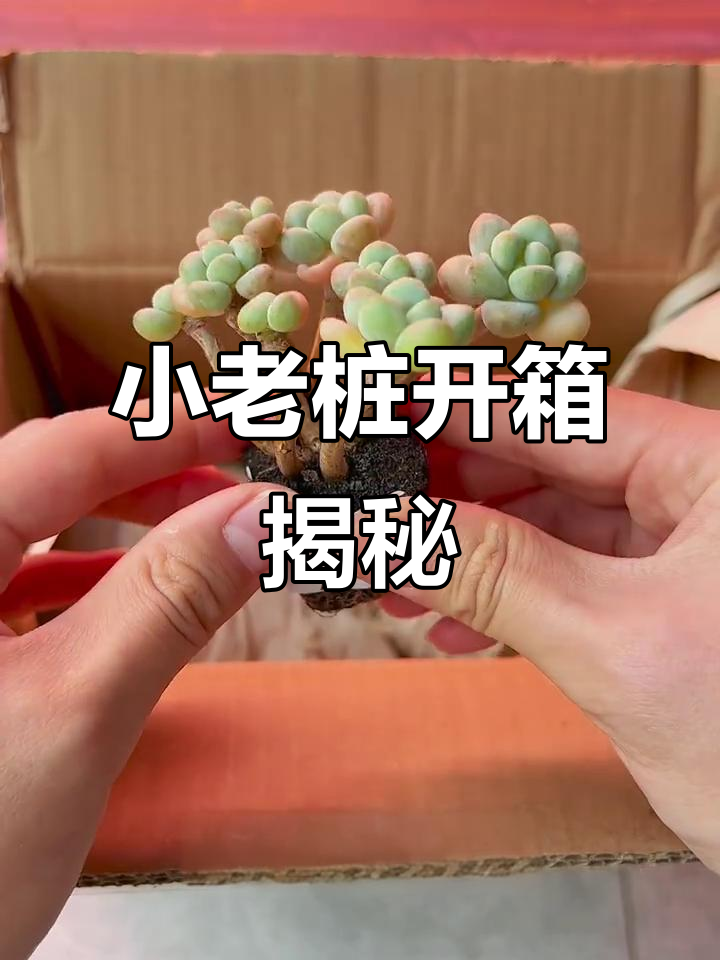 三颗小老桩开箱,泡泡糖、香格里拉和劳尔惊艳登场