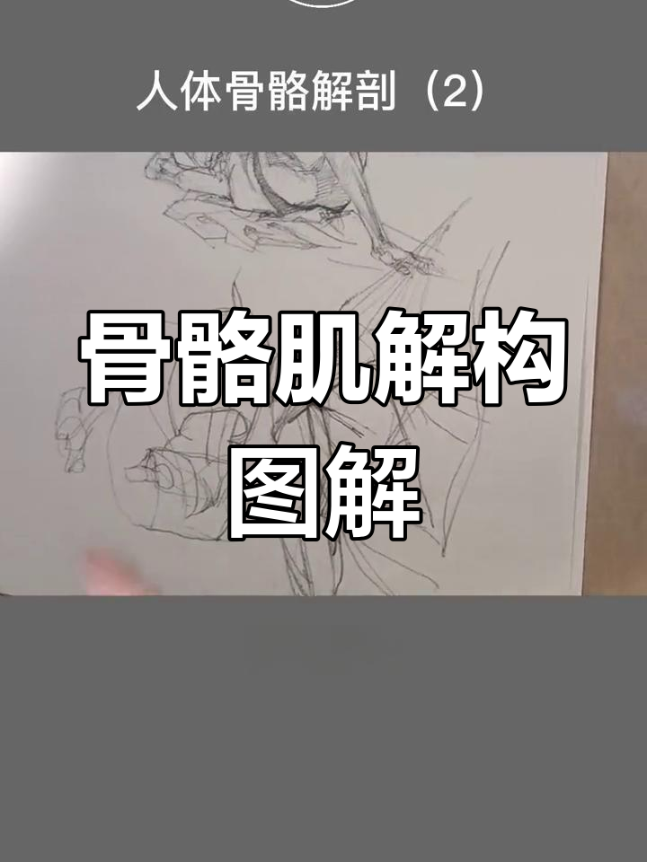 肩胛骨解剖与肌肉分布解析