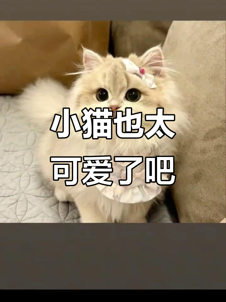 这也太可爱了!小猫咪萌翻了