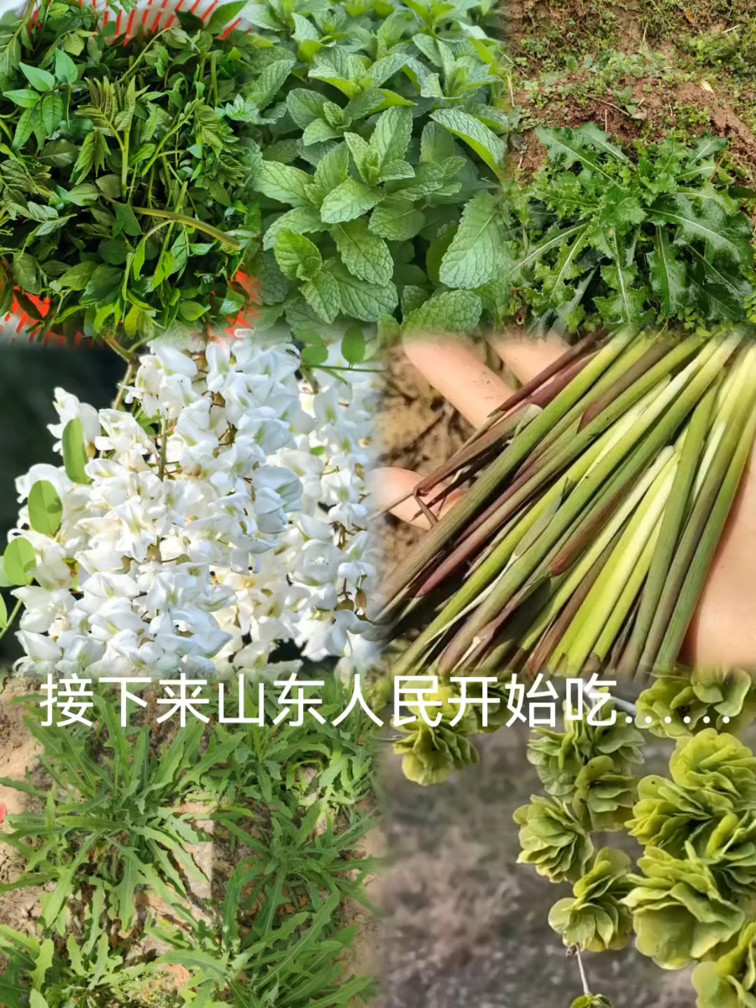 山东人的青菜,尤其是最后一种