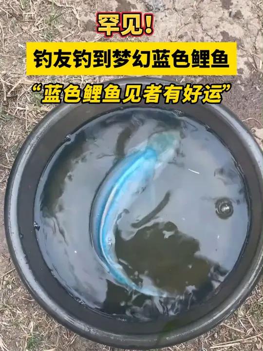 罕见!钓友钓到梦幻蓝色鲤鱼 这鱼哪个钓友看了不羡慕 钓鱼 钓鱼