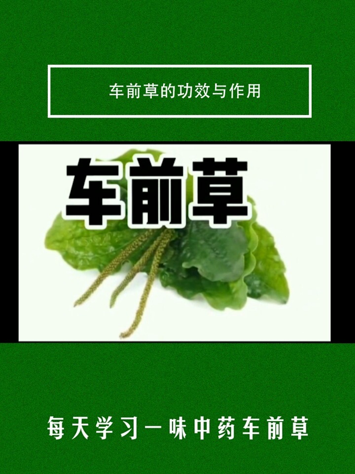 每日一味中药:车前草功效与作用