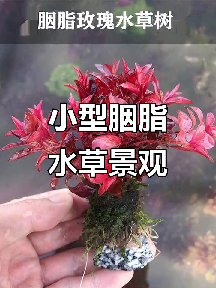 胭脂水草造景新品,鱼缸沉木搭配小缸设计
